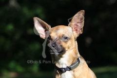 Chihuahua