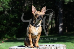Chihuahua