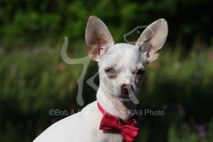 Chihuahua
