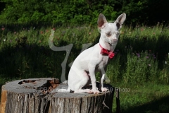 Chihuahua
