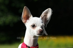 Chihuahua