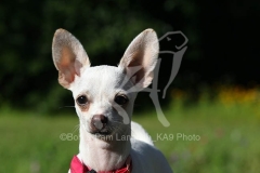 Chihuahua