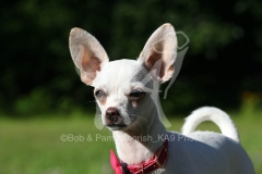 Chihuahua