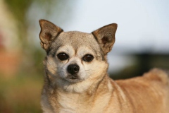 Chihuahua