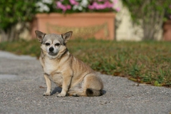 Chihuahua