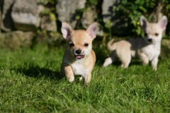 Chihuahua