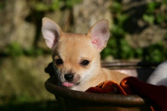 Chihuahua