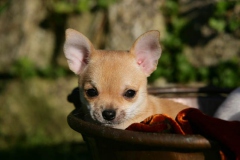Chihuahua