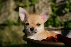 Chihuahua