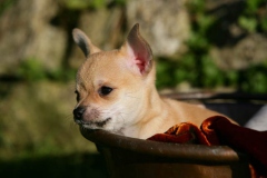 Chihuahua