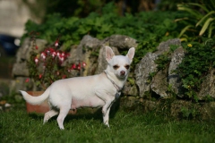 Chihuahua