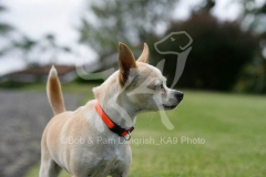 Chihuahua