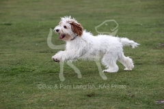 Cockerpoo