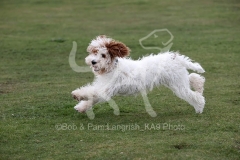 Cockerpoo