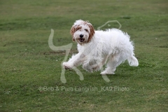 Cockerpoo