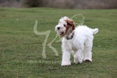 Cockerpoo
