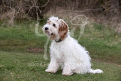 Cockerpoo