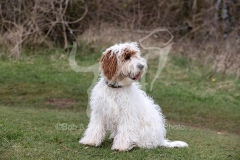 Cockerpoo