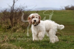 Cockerpoo