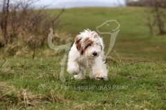 Cockerpoo
