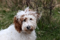 Cockerpoo