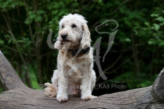 Cockerpoo