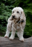 Cockerpoo