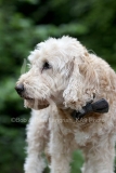 Cockerpoo