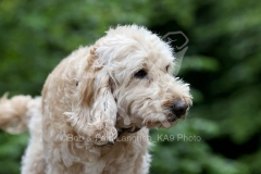 Cockerpoo