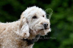 Cockerpoo