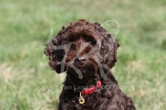 Cockerpoo