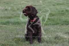 Cockerpoo