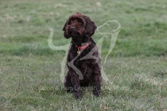 Cockerpoo