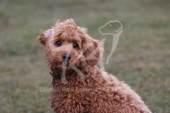 Cockerpoo