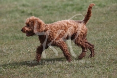 Cockerpoo