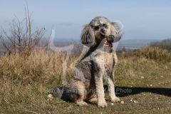 Cockerpoo