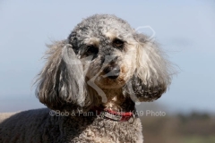 Cockerpoo