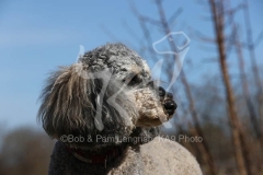 Cockerpoo
