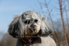 Cockerpoo