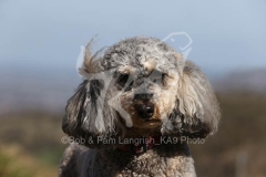 Cockerpoo