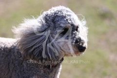 Cockerpoo