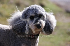 Cockerpoo