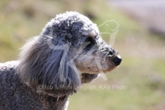 Cockerpoo