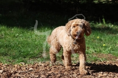 Cockerpoo