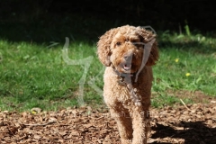 Cockerpoo