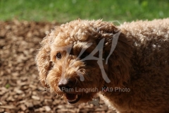Cockerpoo