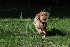 Cockerpoo