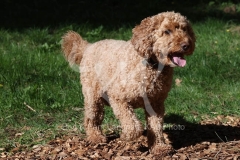 Cockerpoo