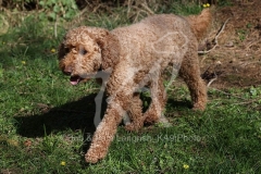 Cockerpoo