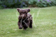 Cockerpoo